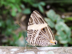 Colobura dirce dirce