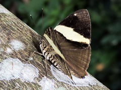 Colobura dirce dirce