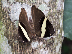 Colobura dirce dirce