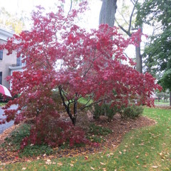 Acer palmatum