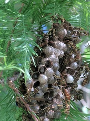 Mischocyttarus mexicanus cubicola