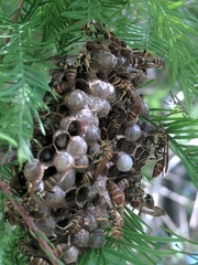 Mischocyttarus mexicanus cubicola