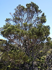Halocarpus kirkii