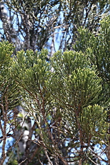 Halocarpus kirkii