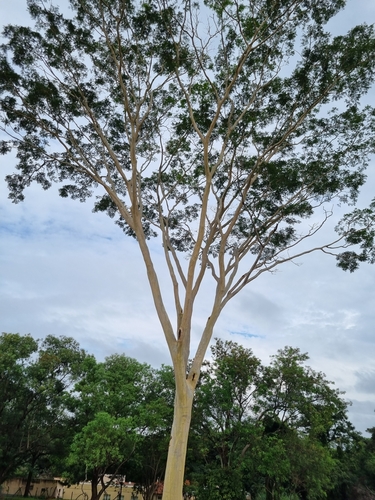 Foto de Sabiá