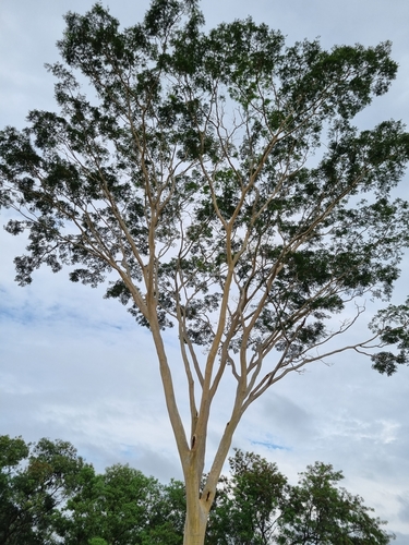 Foto de Sabiá