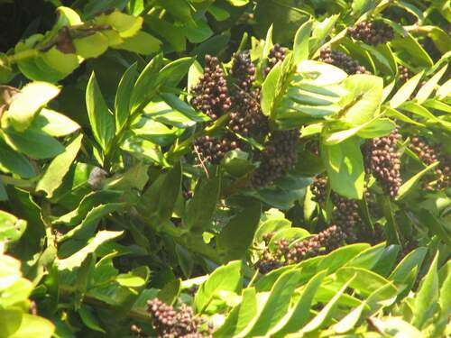 Griselinia scandens (Griselinia scandens)