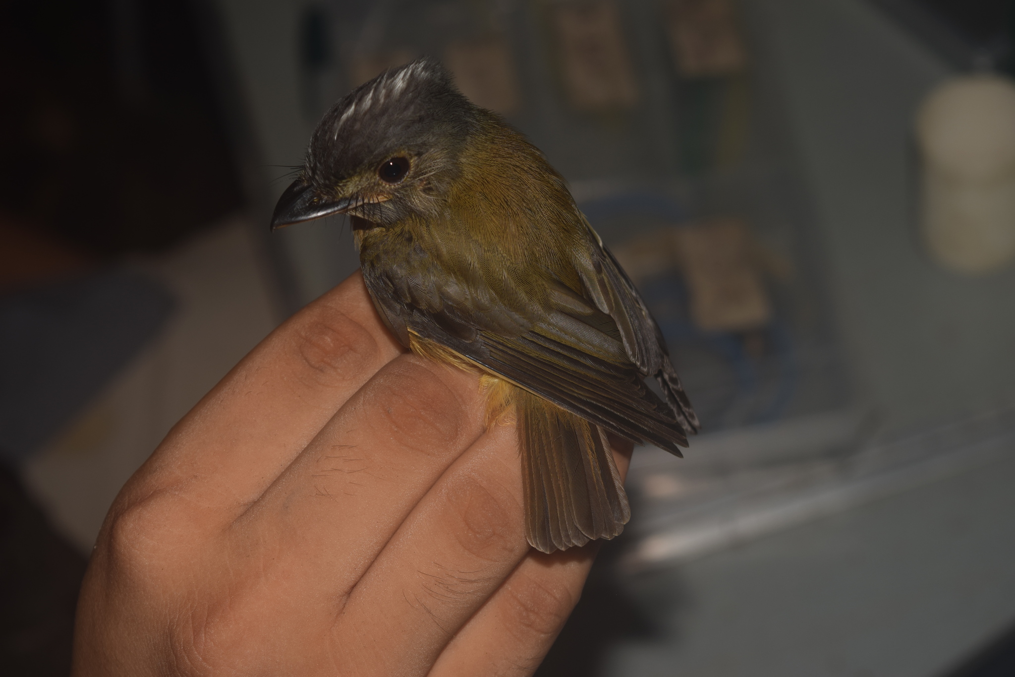 White-crested Spadebill (Platyrinchus platyrhynchos), photo 3