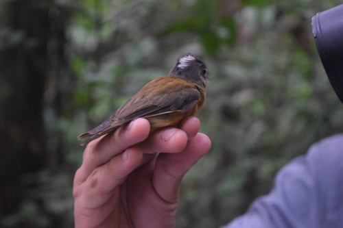 Platyrinchus platyrhynchos