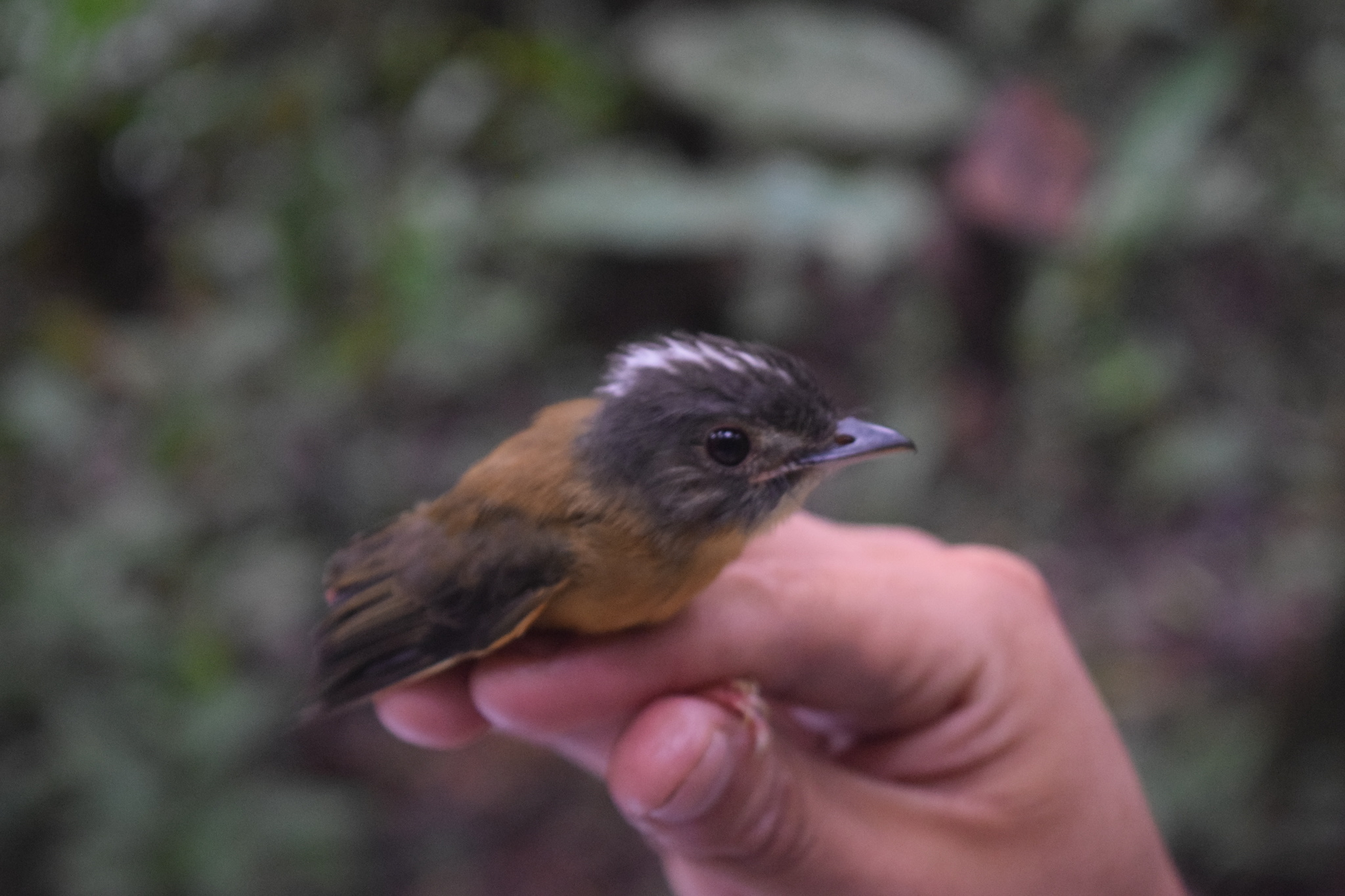 White-crested Spadebill (Platyrinchus platyrhynchos), photo 6