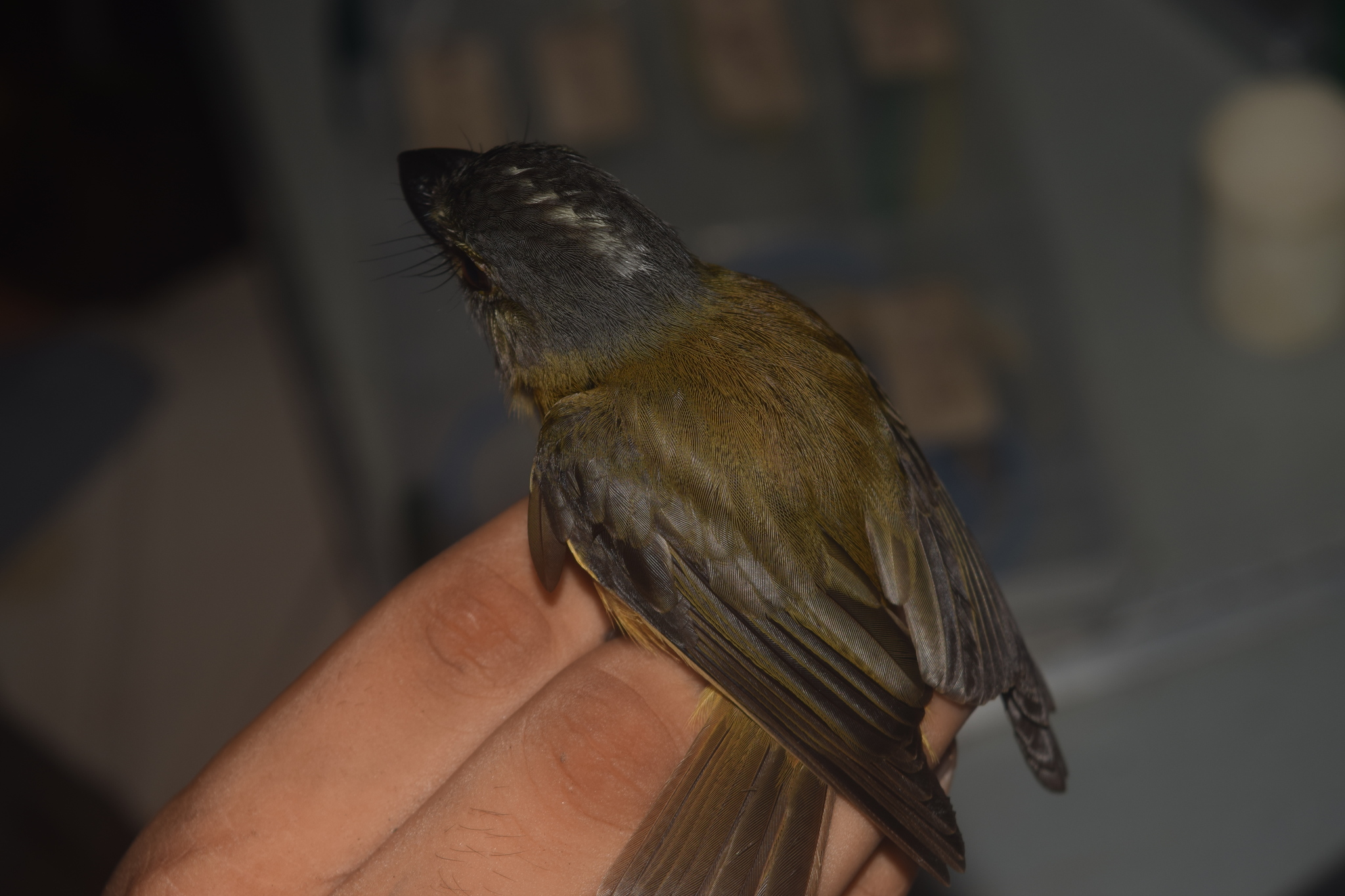 White-crested Spadebill (Platyrinchus platyrhynchos), photo 7