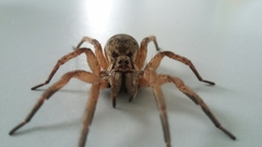 Lycosa nordenskjoldi