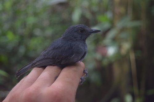 Thamnomanes ardesiacus