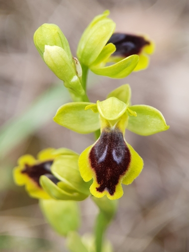 Image of Ophrys murbeckii by (c) Mehdi Chetibi, some rights reserved (CC BY)