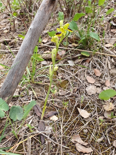 Image of Ophrys murbeckii by (c) Mehdi Chetibi, some rights reserved (CC BY)