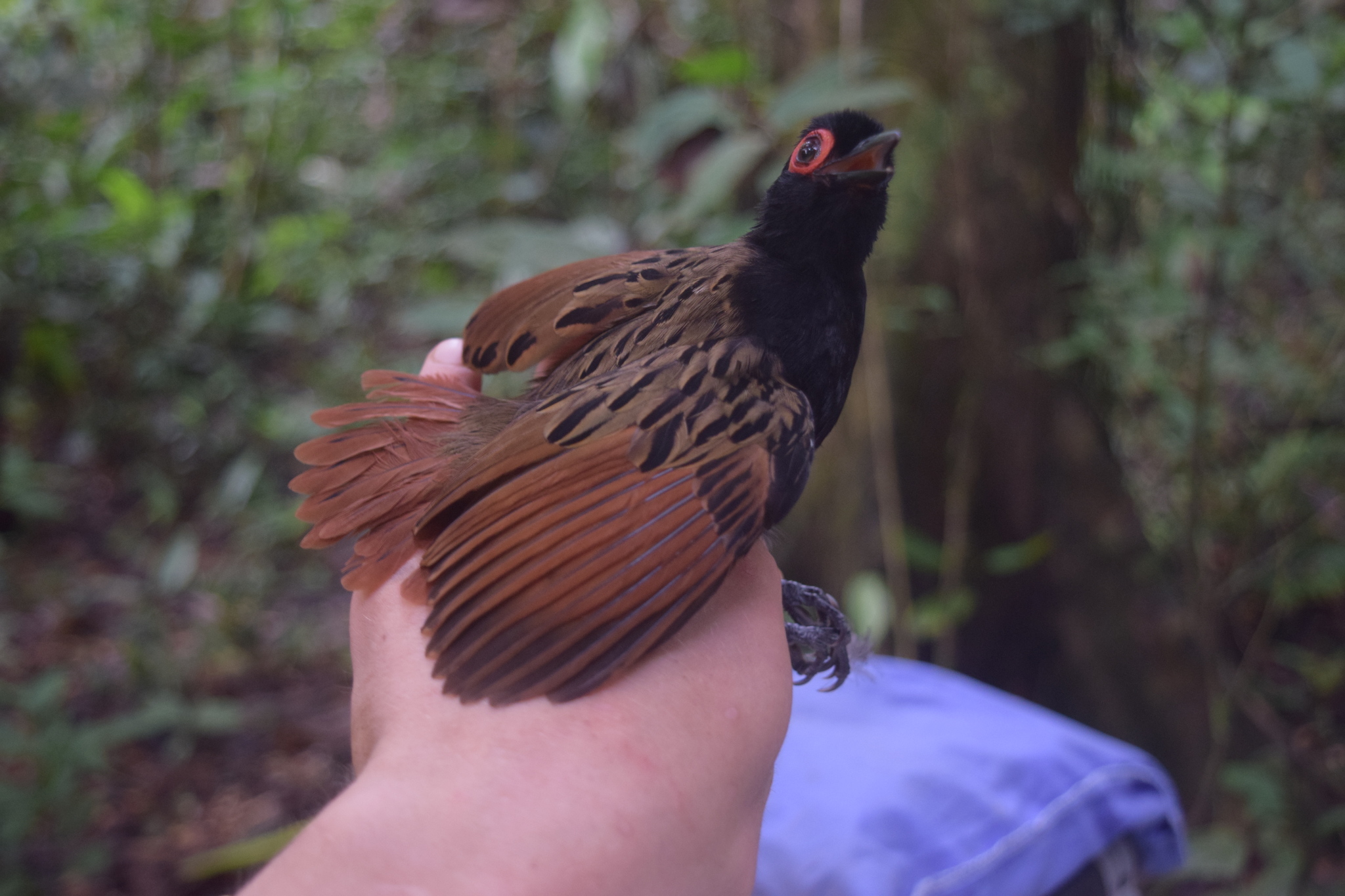 Black-spotted Bare-eye (Phlegopsis nigromaculata), photo 6