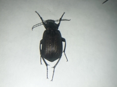 Calosoma alternans