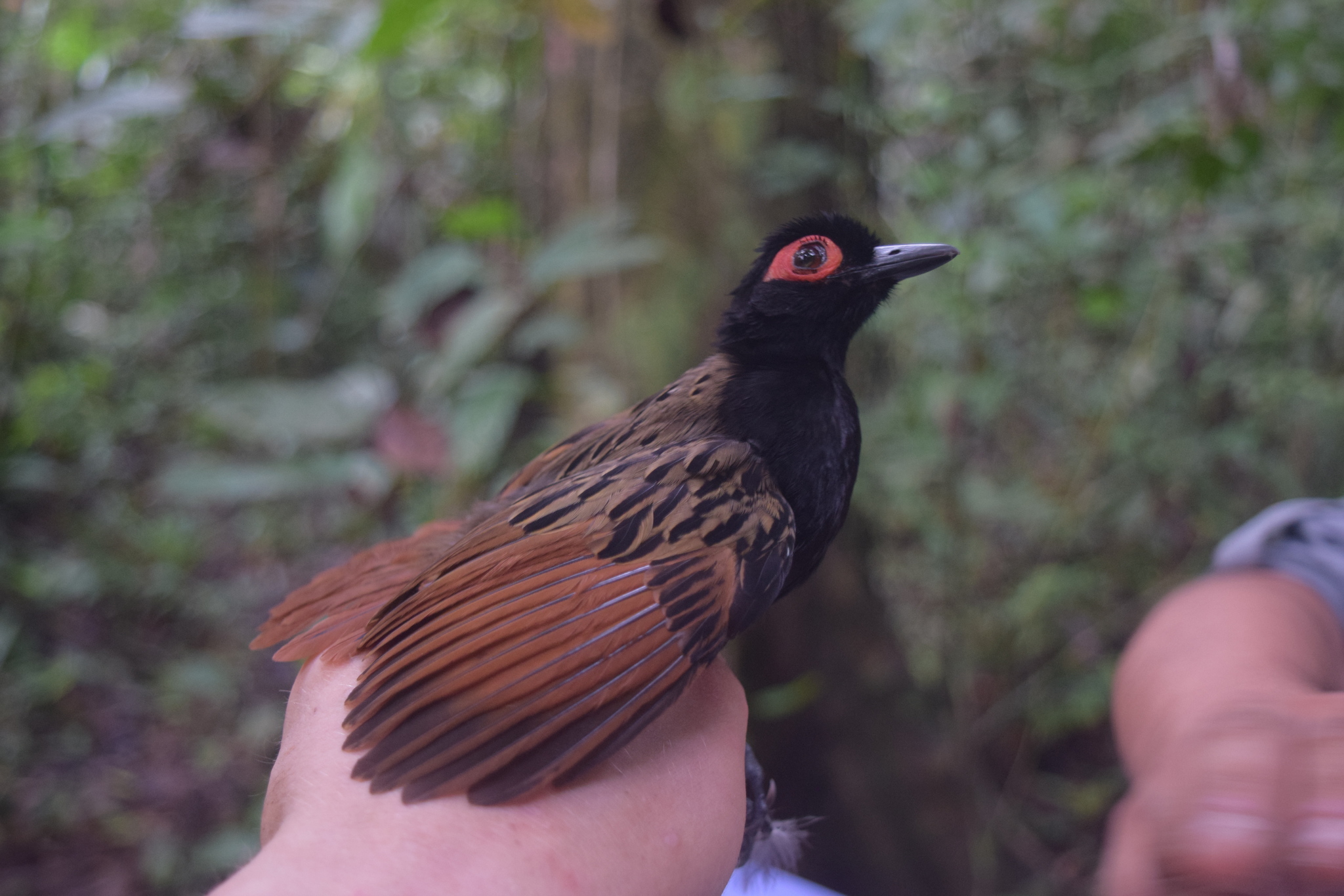Black-spotted Bare-eye (Phlegopsis nigromaculata), photo 7