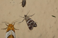 Noctueliopsis bububattalis