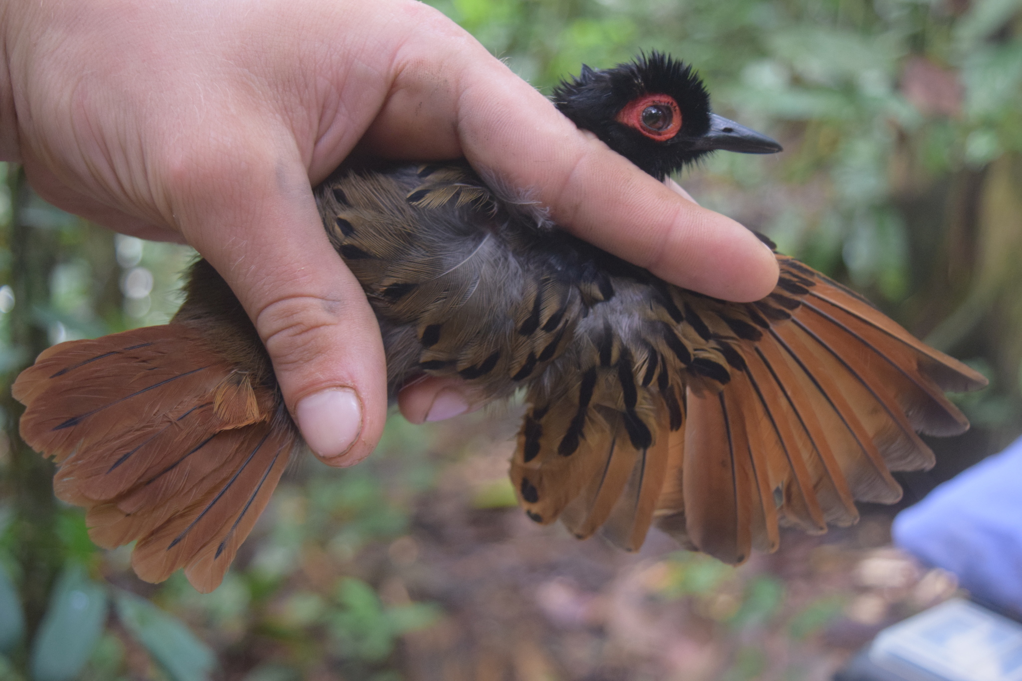 Black-spotted Bare-eye (Phlegopsis nigromaculata), photo 8