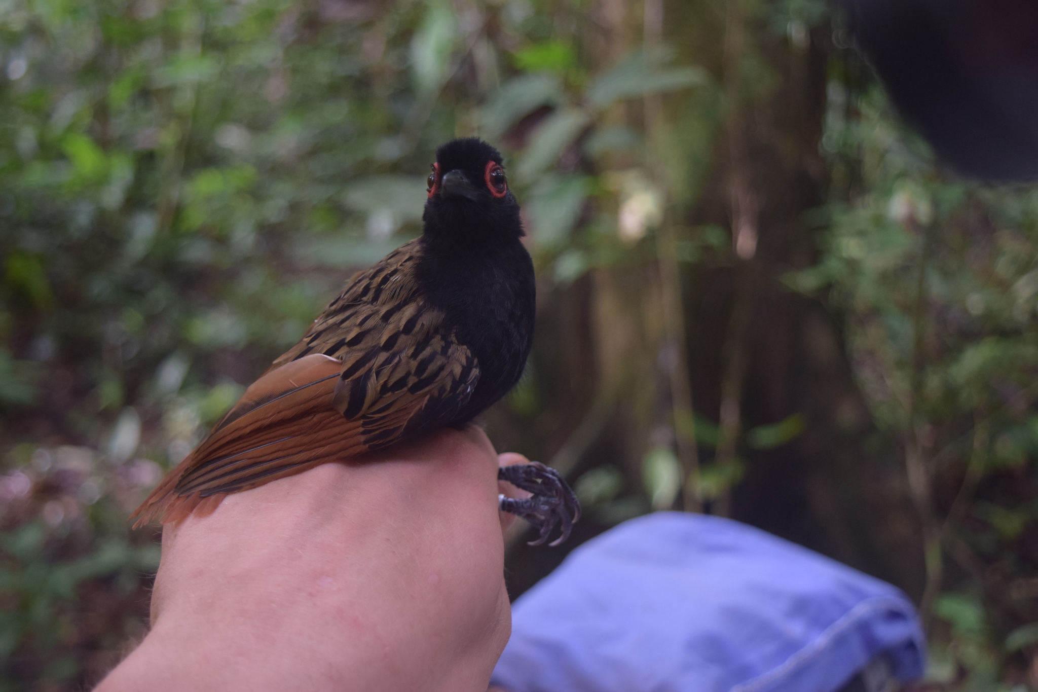 Black-spotted Bare-eye (Phlegopsis nigromaculata), photo 9
