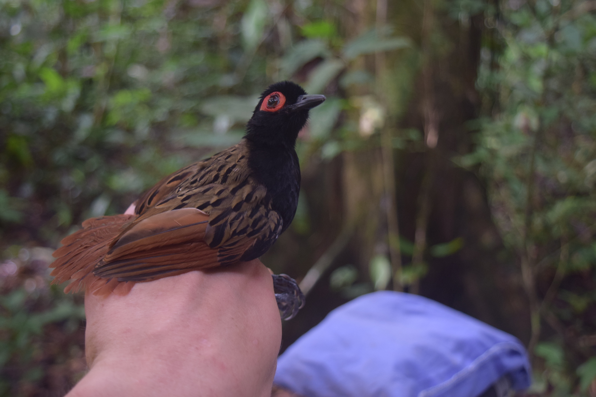 Black-spotted Bare-eye (Phlegopsis nigromaculata), photo 10