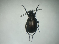 Calosoma alternans