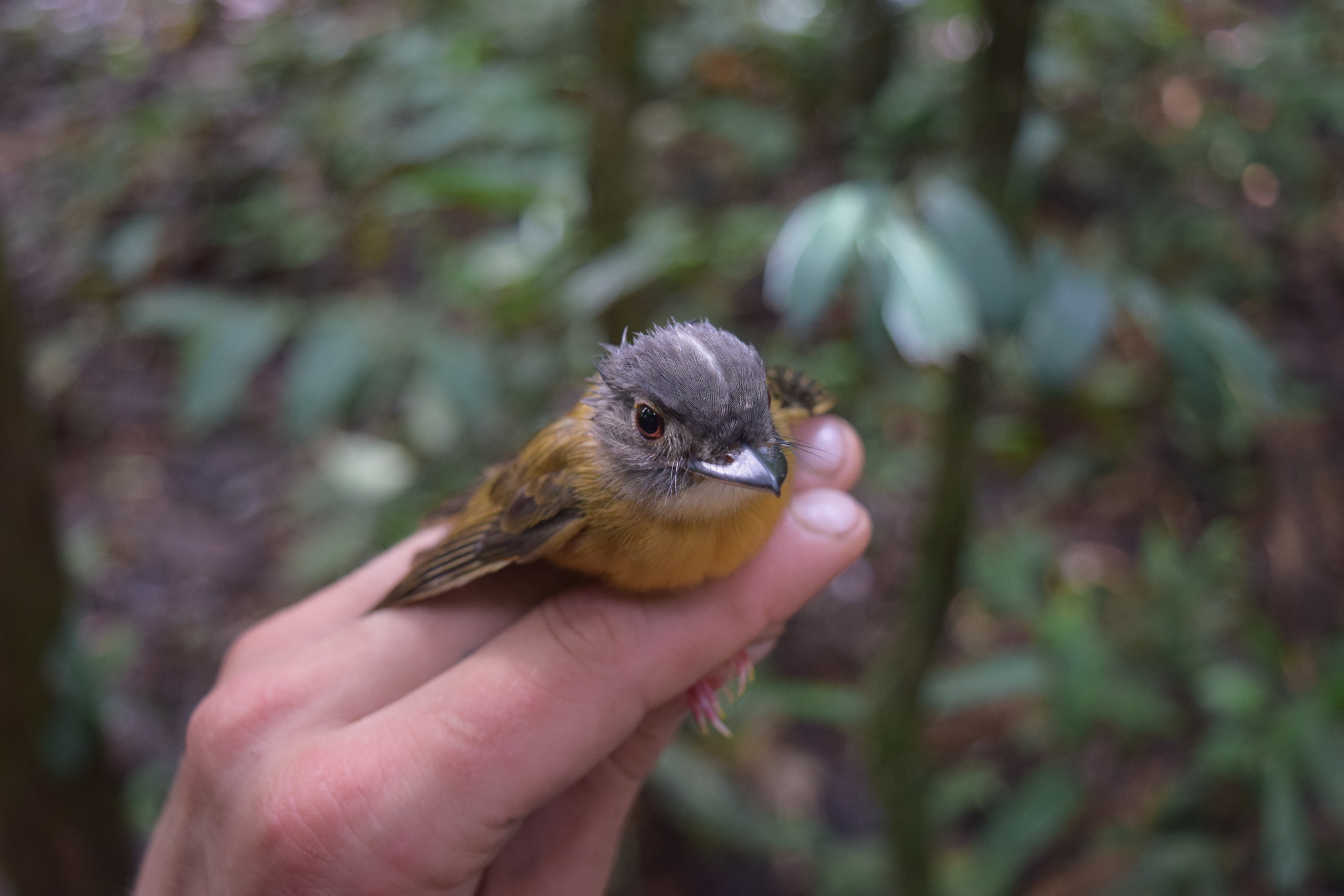 White-crested Spadebill (Platyrinchus platyrhynchos), photo 8