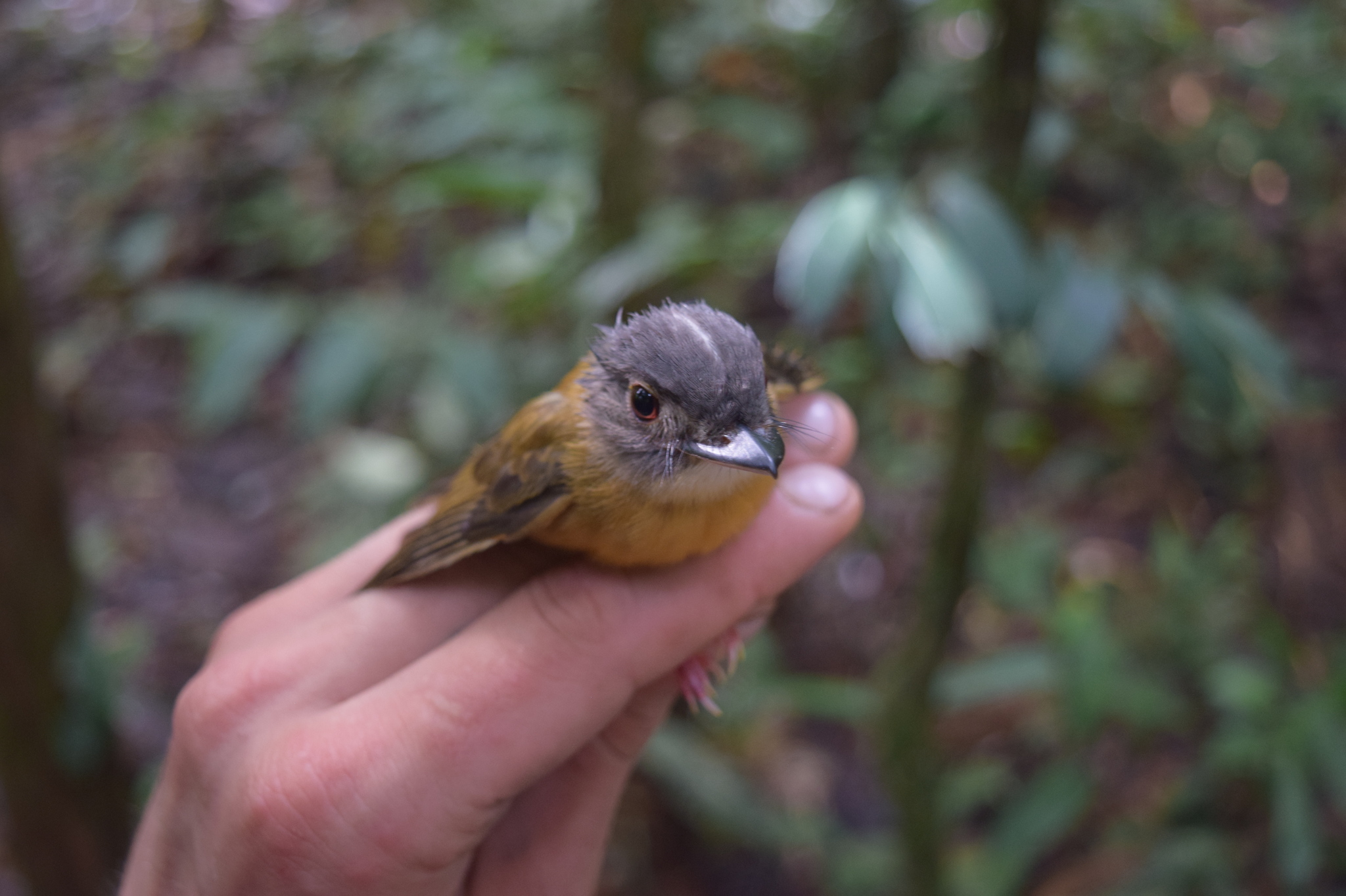 White-crested Spadebill (Platyrinchus platyrhynchos), photo 10