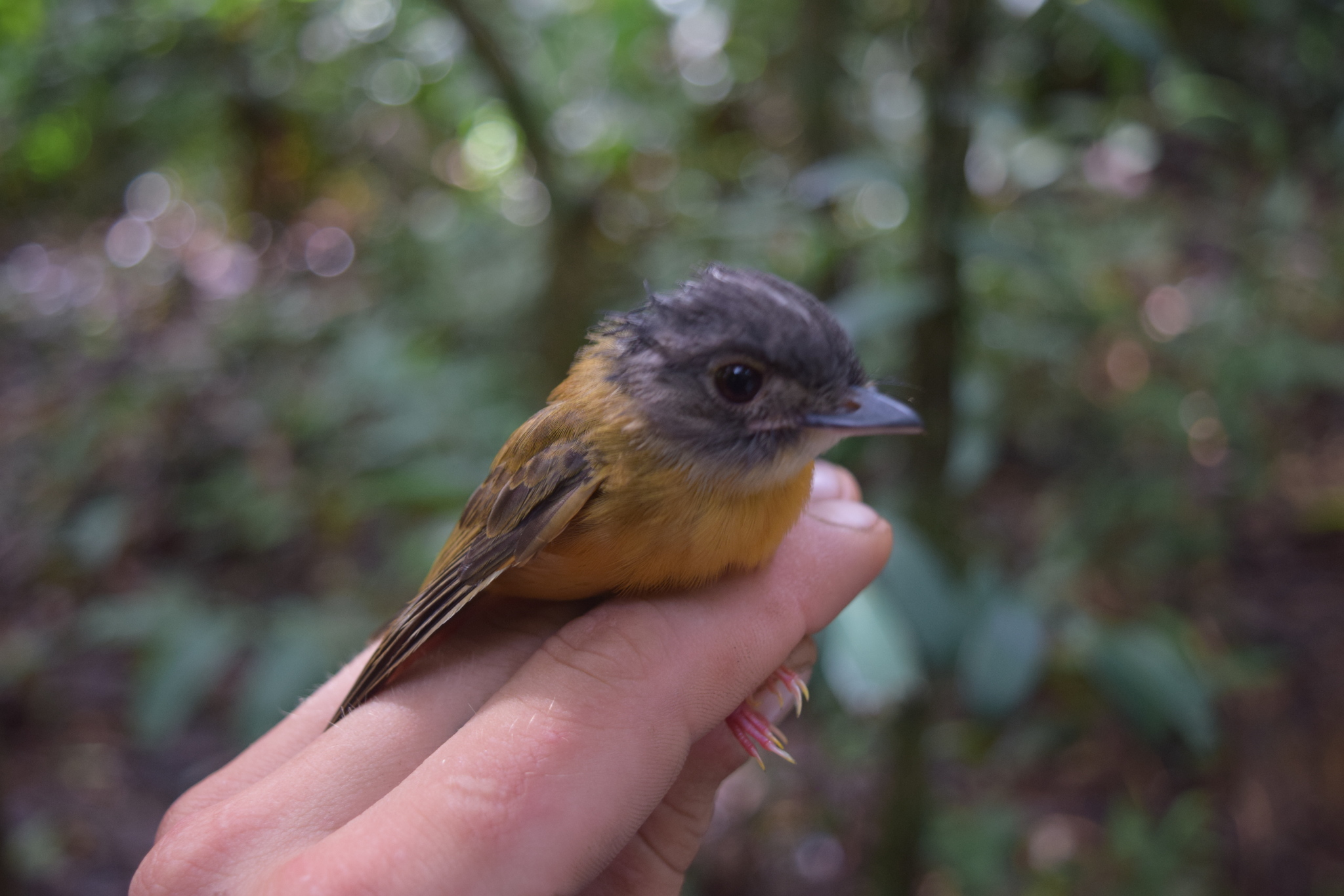 White-crested Spadebill (Platyrinchus platyrhynchos), photo 9