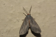 Pygarctia