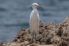 Egretta garzetta nigripes