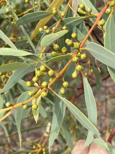 Eucalyptus eudesmioides