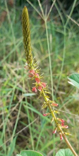 Indigofera hirsuta iNat (3)