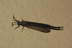 Brachynemurus