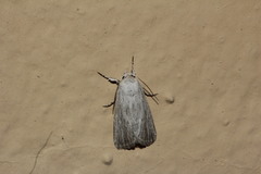 Oncocnemidinae