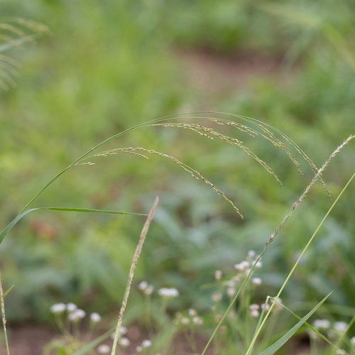 pepper grass (Panicum laevinode)