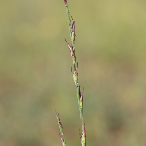 Uranthoecium truncatum, 2022-06-09