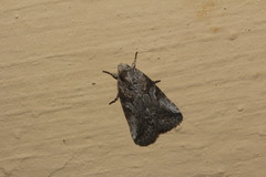 Aleptina