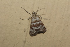 Noctueliopsis bububattalis