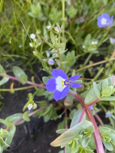 iNaturalist observation photo of Doublehorn Calicoflower