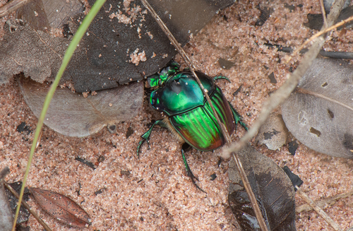 Phanaeus palaeno