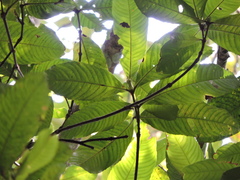 Prayer plant (Quiina)