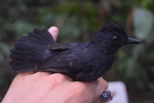 White-shouldered Antshrike (Thamnophilus aethiops), photo 2