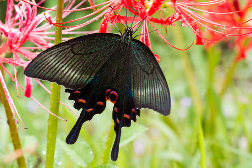 Alpine Black Swallowtail