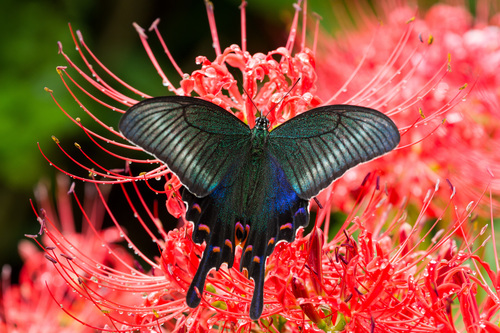 Alpine Black Swallowtail