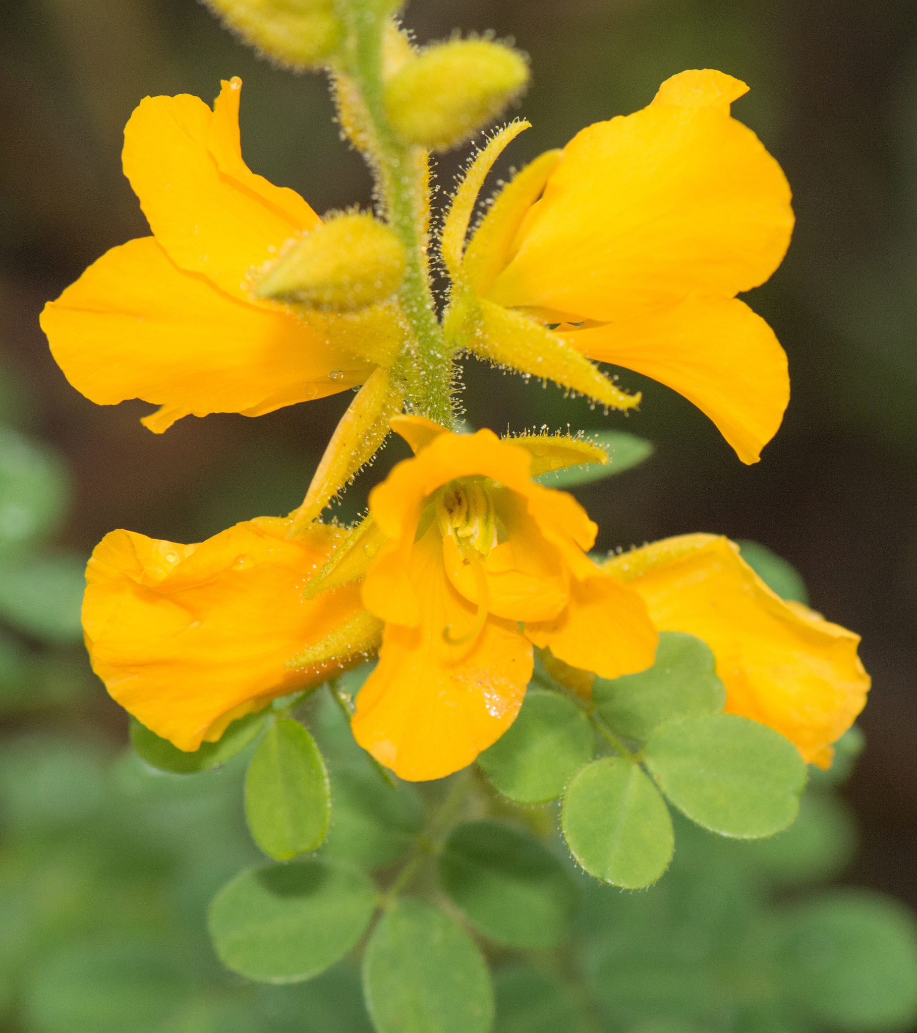 Chamaecrista amiciella