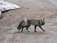 Vulpes vulpes cascadensis