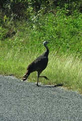 Meleagris gallopavo osceola