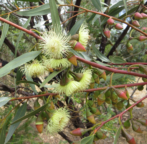 Subspecies Eucalyptus Erythronema Inornata · Inaturalist